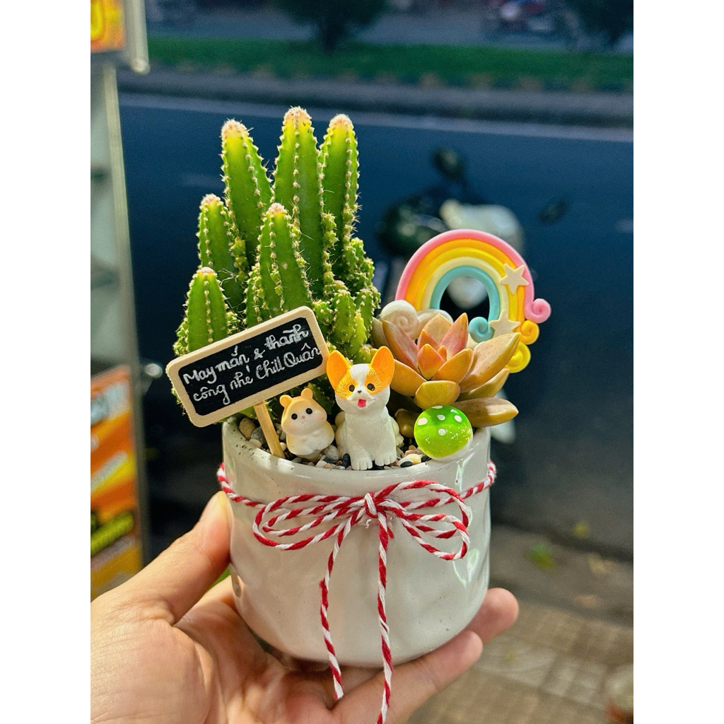 Bộ sưu tập sen đá nhỏ