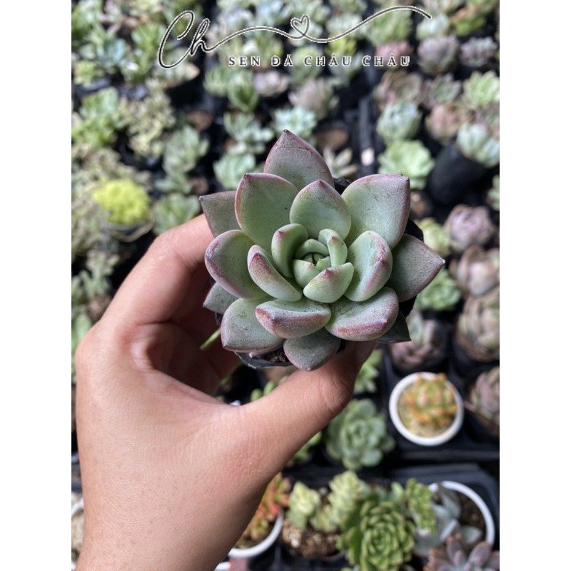 Sen đá mận đỏ 5cm
