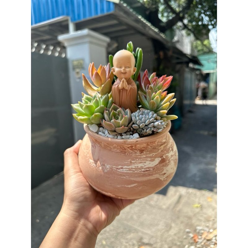 Chậu mix sen đá trồng chung với chú tiểu đáng yêu - làm quà tặng ý nghĩa cho cha mẹ, bạn bè, người thân, đồng nghiệp