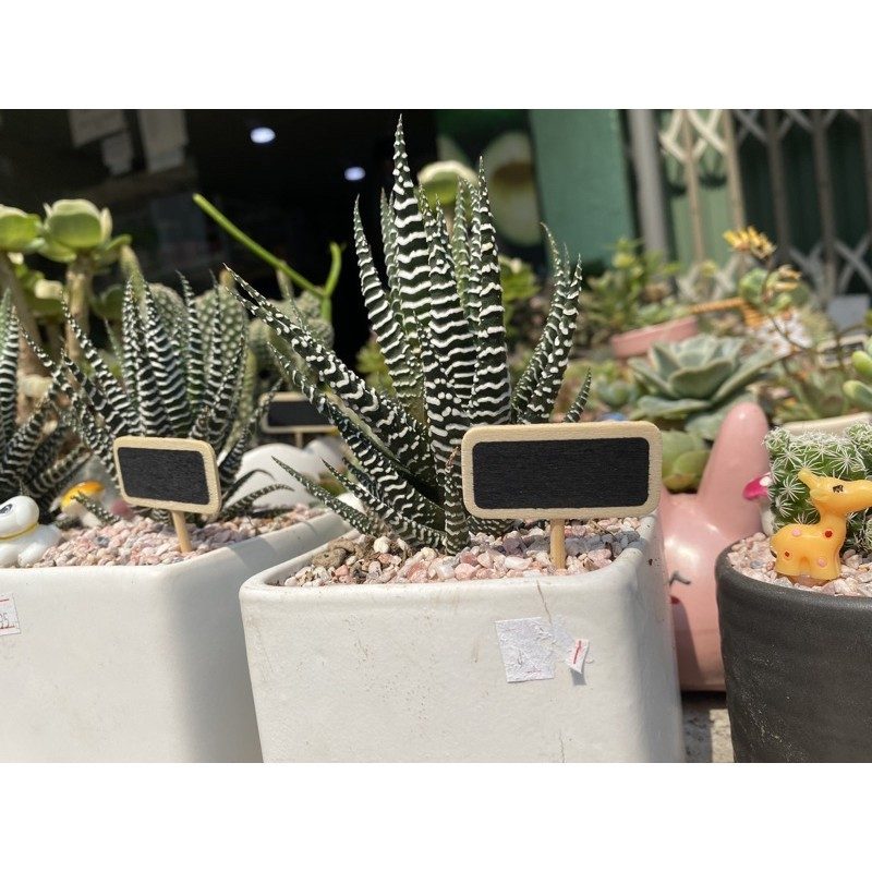 SEN ĐÁ MÓNG RỒNG - TẶNG SỎI - DỄ TRỒNG
