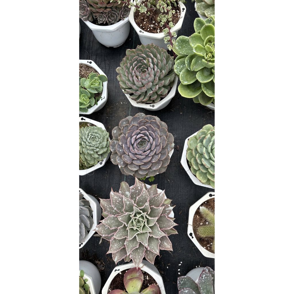 Sen đá size đại >15cm được chọn cây