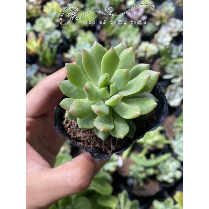 Sen Đá Mặt Trời 5cm