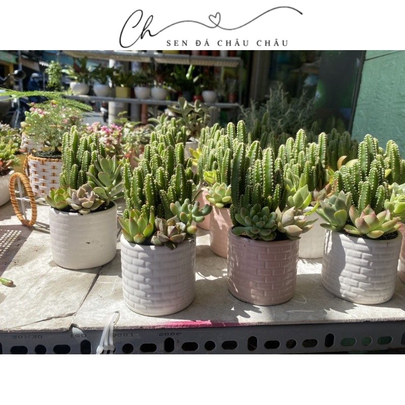 CHẬU XƯƠNG RỒNG MINI ĐỂ BÀN - TẶNG SỎI VÀ PHỤ KIỆN