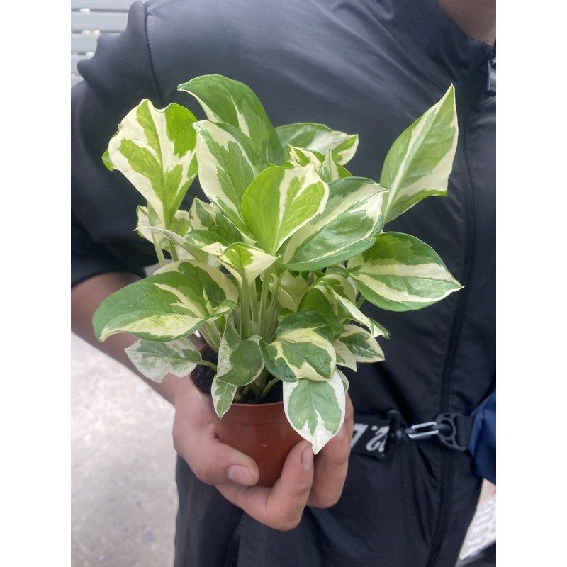 Chậu cây TRẦU BÀ SỮA MINI (Tặng sỏi) - Cây mini để bàn làm việc