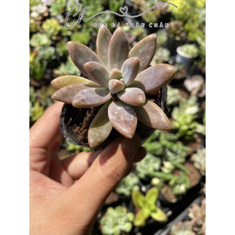 Sen Đá Pha Lê Hồng 5cm Đá