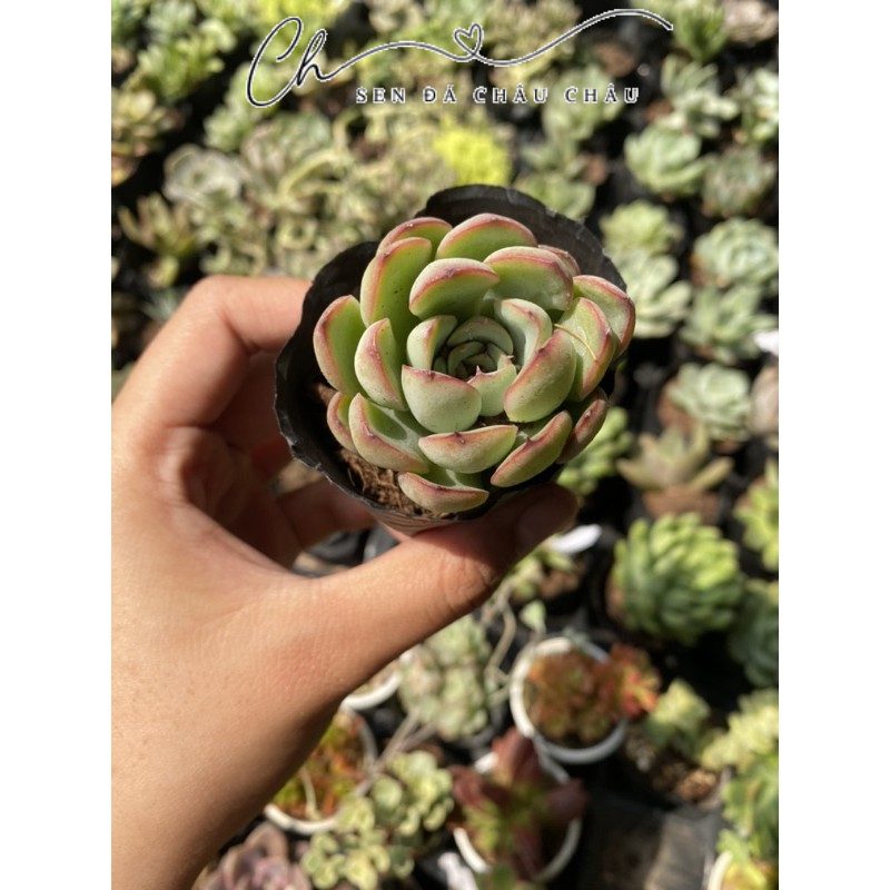 Sen đá Viền lửa 5cm