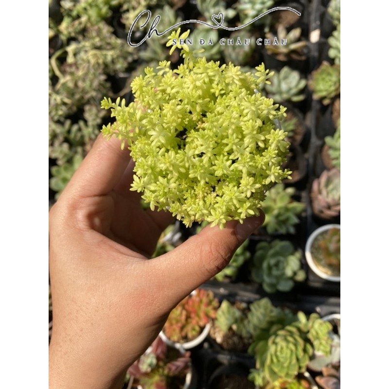 Combo 2 Sen đá Sedum vàng 5cm - sedum hạt gạo