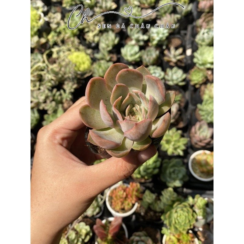 Sen đá Đế vương hồng 5cm