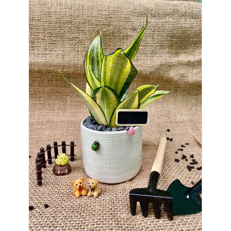 (Hoả Tốc) Chậu sứ mini lưỡi hổ thái - Tặng sỏi - Chậu cây mini để bàn làm việc