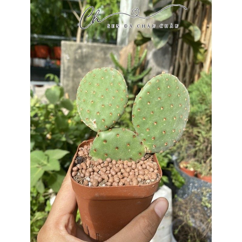 XƯƠNG RỒNG TAI CHUỘT MICKEY (TẶNG SỎI)