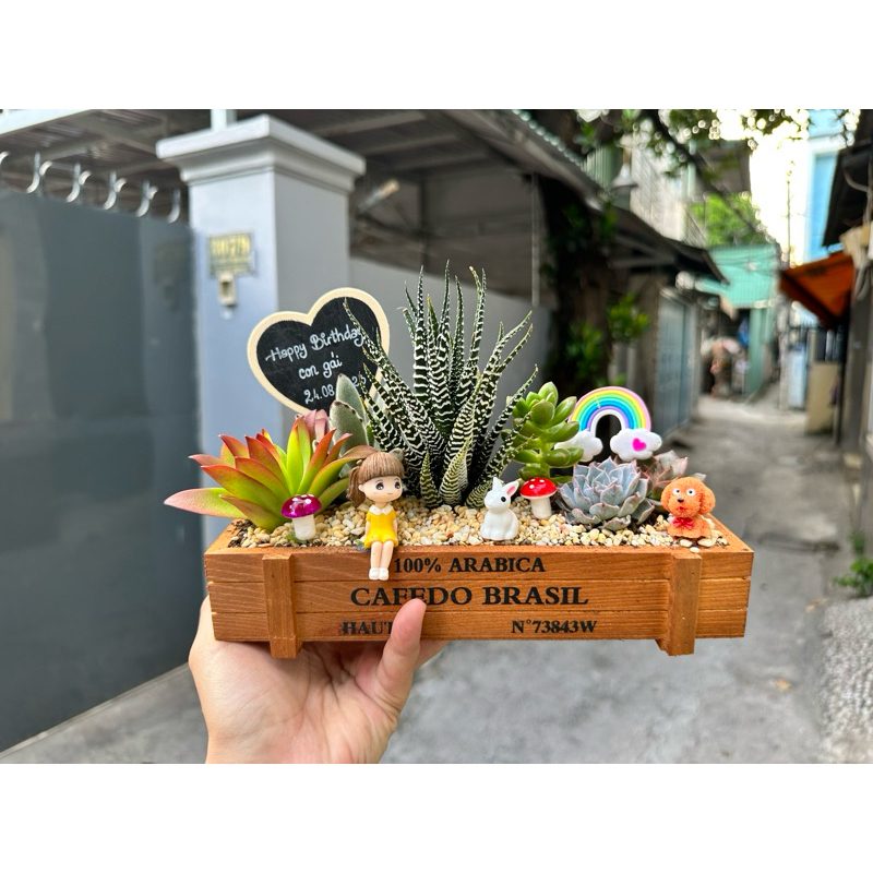 (Giao Toàn Quốc) Chậu Sen Đá Quà Tặng - Sen Đá Trồng Sẵn Theo Yêu Cầu Tặng Người Thân