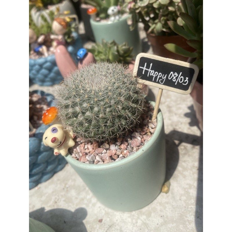XƯƠNG RỒNG BÁNH SINH NHẬT - CHẬU CÂY ĐỂ BÀN
