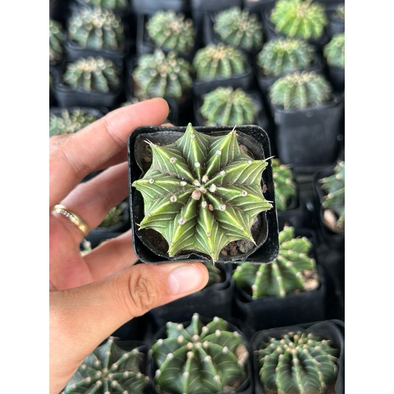 [TỔNG HỢP] Xương Rồng Mini, Đẹp, Đa Dạng, Dễ Trồng - Xương rồng, Cactus