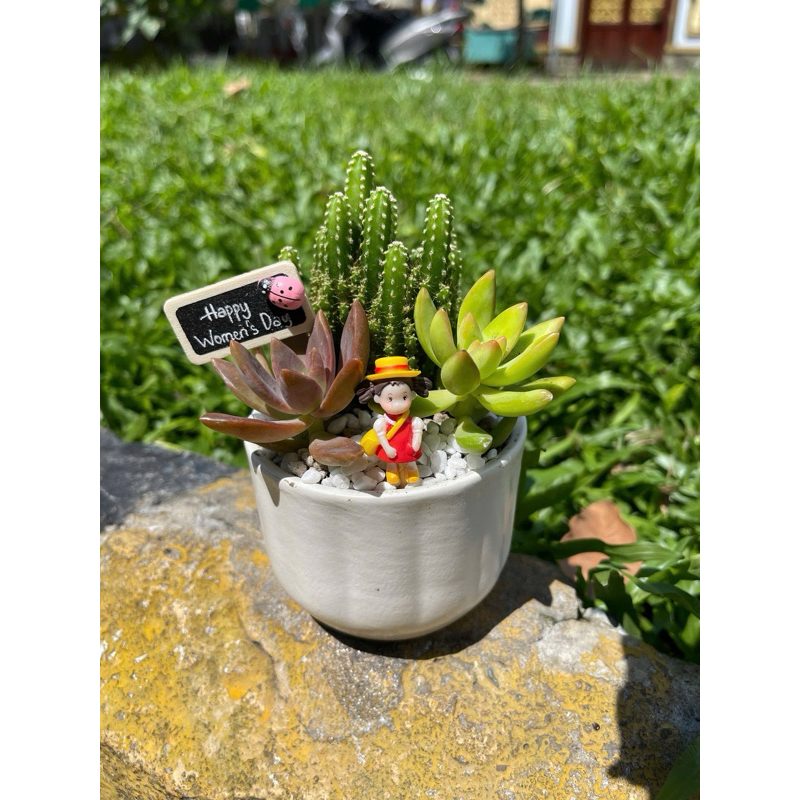 (Hoar tốc - tặng túi) Chậu sen đá mix- Chậu sen đá mini - Set quà tặng sen đá - Sen đá đẹp, ngẫu nhiên tuỳ đợt