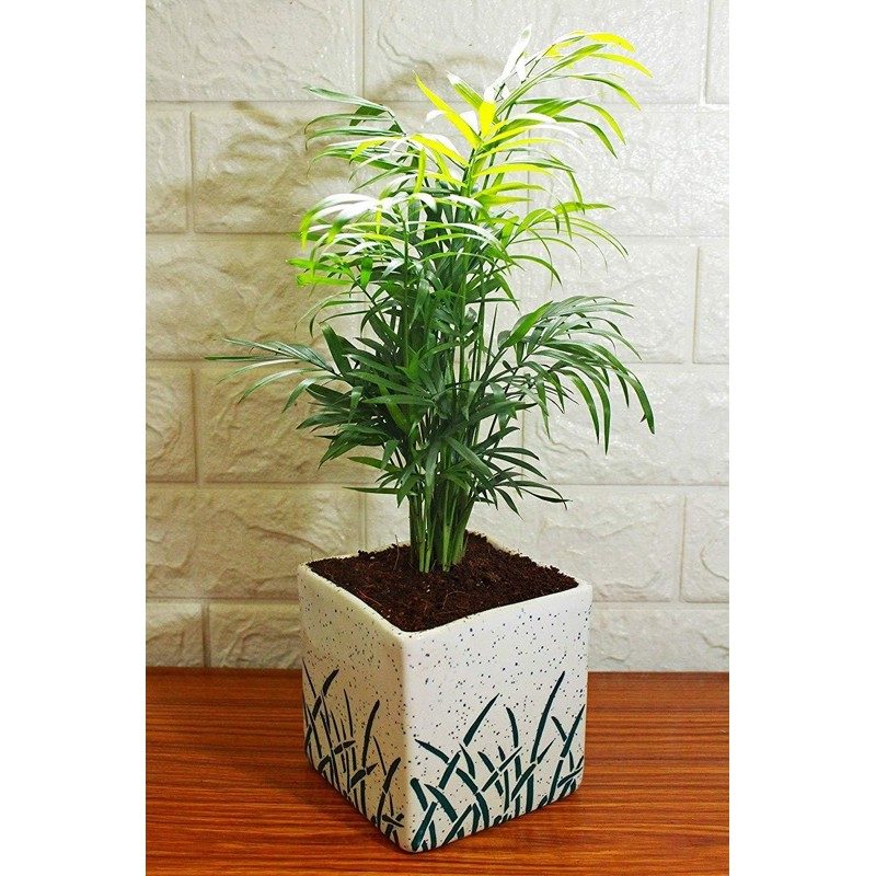 CAU TIỂU TRÂM THUỶ SINH, TRỒNG CHẬU SỨ ĐỂ BÀN